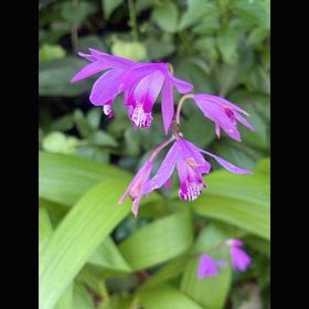flowersの画像