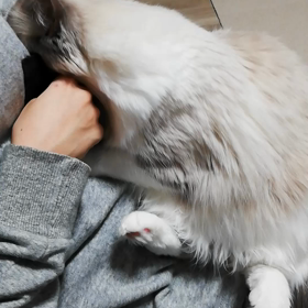 むぎ、ふみふみふみふみの画像