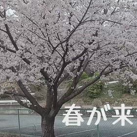 群馬県桐生市にも春が来てくれました(^o^)の画像