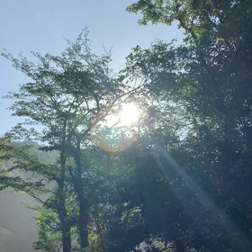 日差しをあびての画像