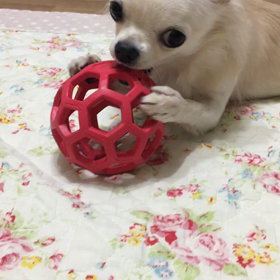 今日のミルクさん♡の画像