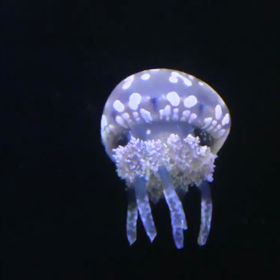 くらげの画像