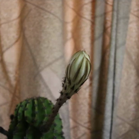 今年も咲きました。の画像