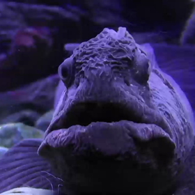 オオカミウオの画像