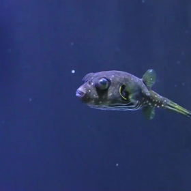 ふぐの舞の画像