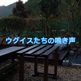 小鳥️の鳴き声の画像