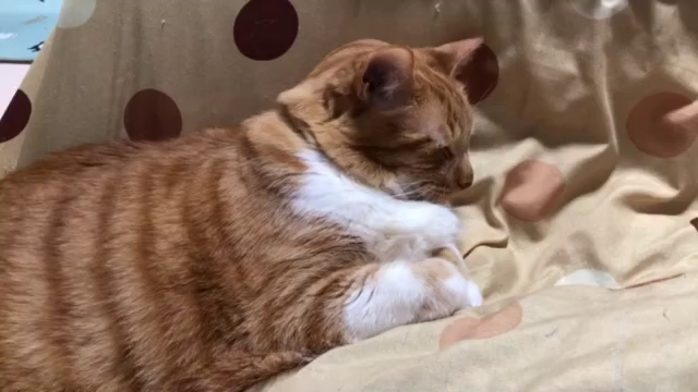 今日はアイスクリームの日と隠れ家の猫たちの記事動画