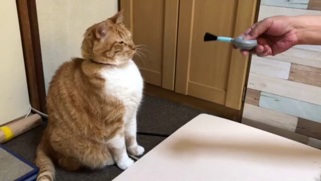 今日は猫の日と隠れ家の猫たちの記事動画