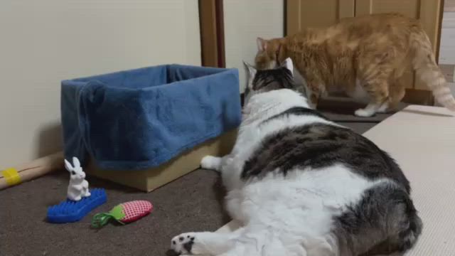 隠れ家の猫たちの記事動画