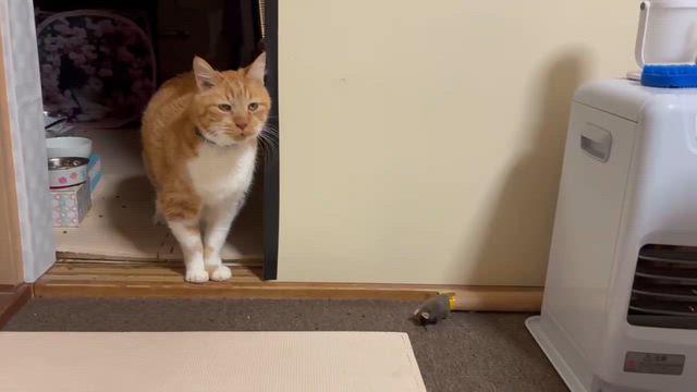 ゴンの夜鳴きと隠れ家の猫たちの記事動画