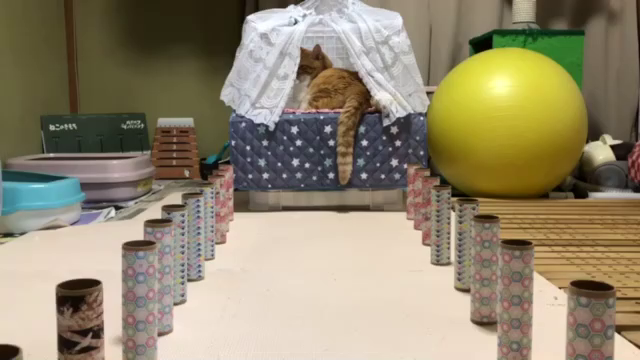 今日はきのこの日と隠れ家の猫たちの記事動画