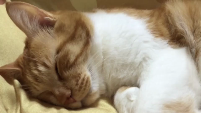 今日は地球感謝の日と隠れ家の猫たちの記事動画