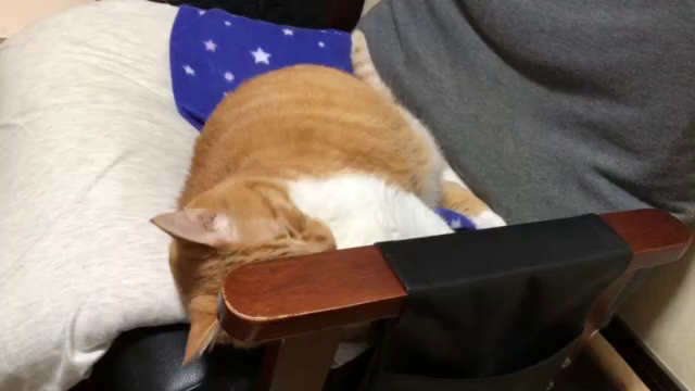 今日は黒の日と隠れ家の猫たちとゴンのイビキwの記事動画