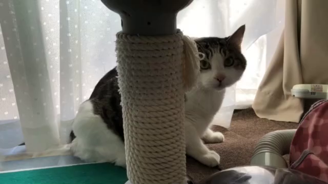今日はほめ育の日と隠れ家の猫たちの記事動画