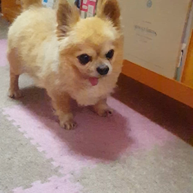 ちょーーだいの画像