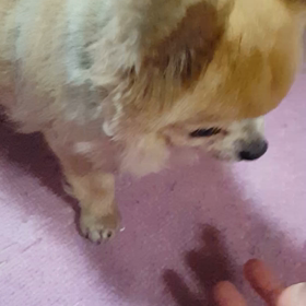 雨で散歩なしの画像