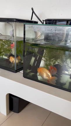 ギョギョギョ！な出来事④の記事動画