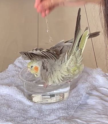鳥愛がなせる技の記事動画