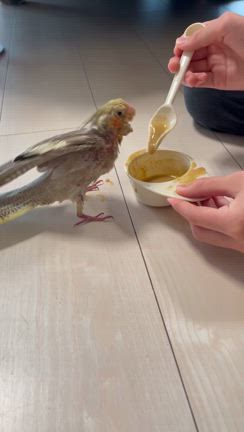 シリンジご飯と親離れの記事動画