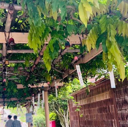 茅の輪くぐりと1日参りin 金蛇水神社の記事動画