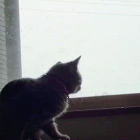 はじめて〜の雪☃の画像