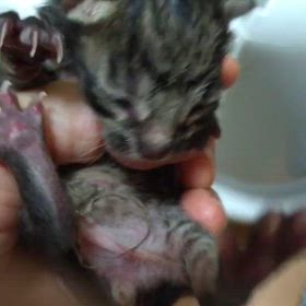 自分で保護した子猫を育てようとした男性の話の画像