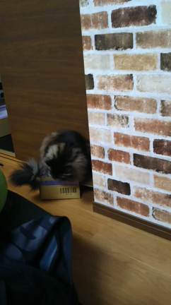 今日のにゃんこ☆の記事動画
