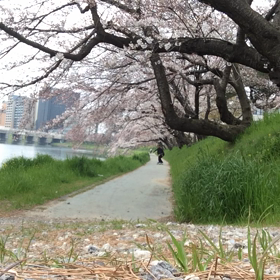 桜のチューブライドの画像