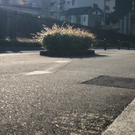 施術の前後の画像