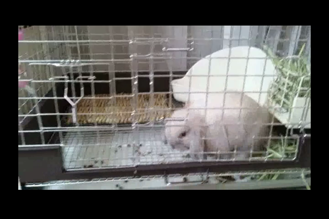 事件です‼の記事動画