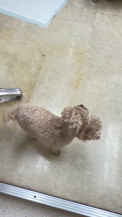 チカちゃん お泊まりの記事動画
