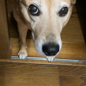 愛犬にナデナデ！の画像