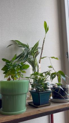 植え替えの時期 new家族の記事動画