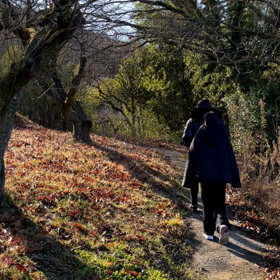 木漏れ日の画像