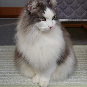 やっぱりつんでれの画像
