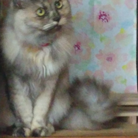 愛猫女の子の画像