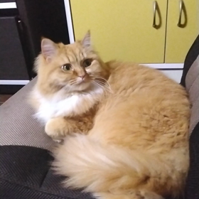 愛猫男の子の画像