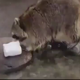 とても切ないアライグマちゃん。。。の画像