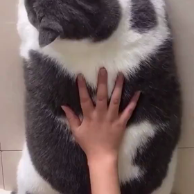 もふもふ♡猫ちゃんの画像