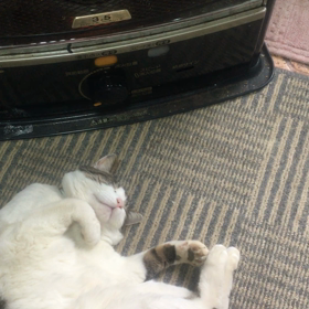 ニャンコのお返事の画像