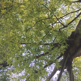 草取りBGM 夏の画像