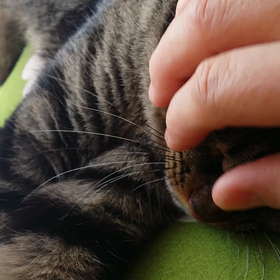 今日はももちゃん(=^ェ^=)の画像