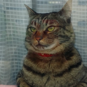 ももちゃん(///∇///)の画像