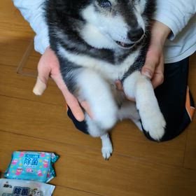 柴犬永姫＆咲永　兎永乃　柴の日の巻の画像