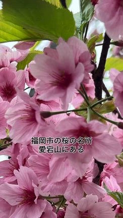 風水＆片づけコラボランチ会開催しました！の記事動画