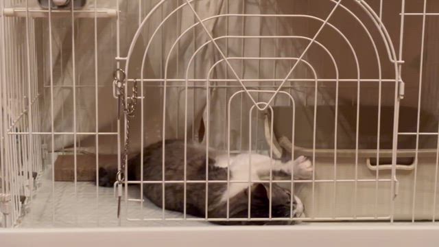 賢くて可愛いジャック王子&ハナコ姫！の記事動画
