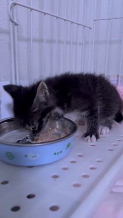 新入りの可愛い親子猫ちゃん！の記事動画