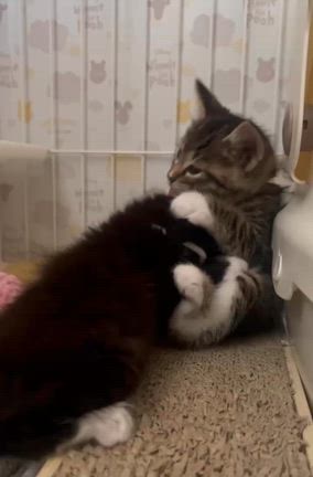 春苑の預かり通信&新たな親子猫のご相談！の記事動画