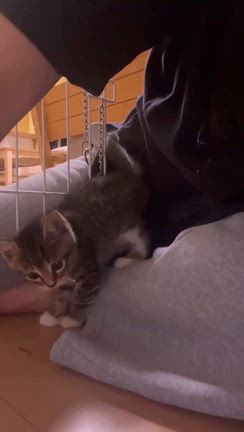 春苑の預かり通信&新たな親子猫のご相談！の記事動画