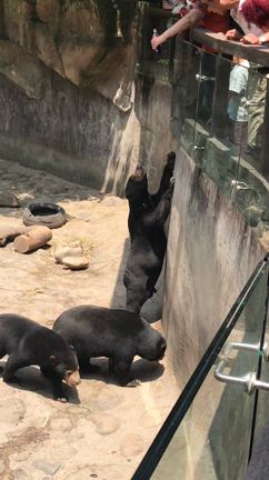 上海の思い出~上海動物園~の記事動画
